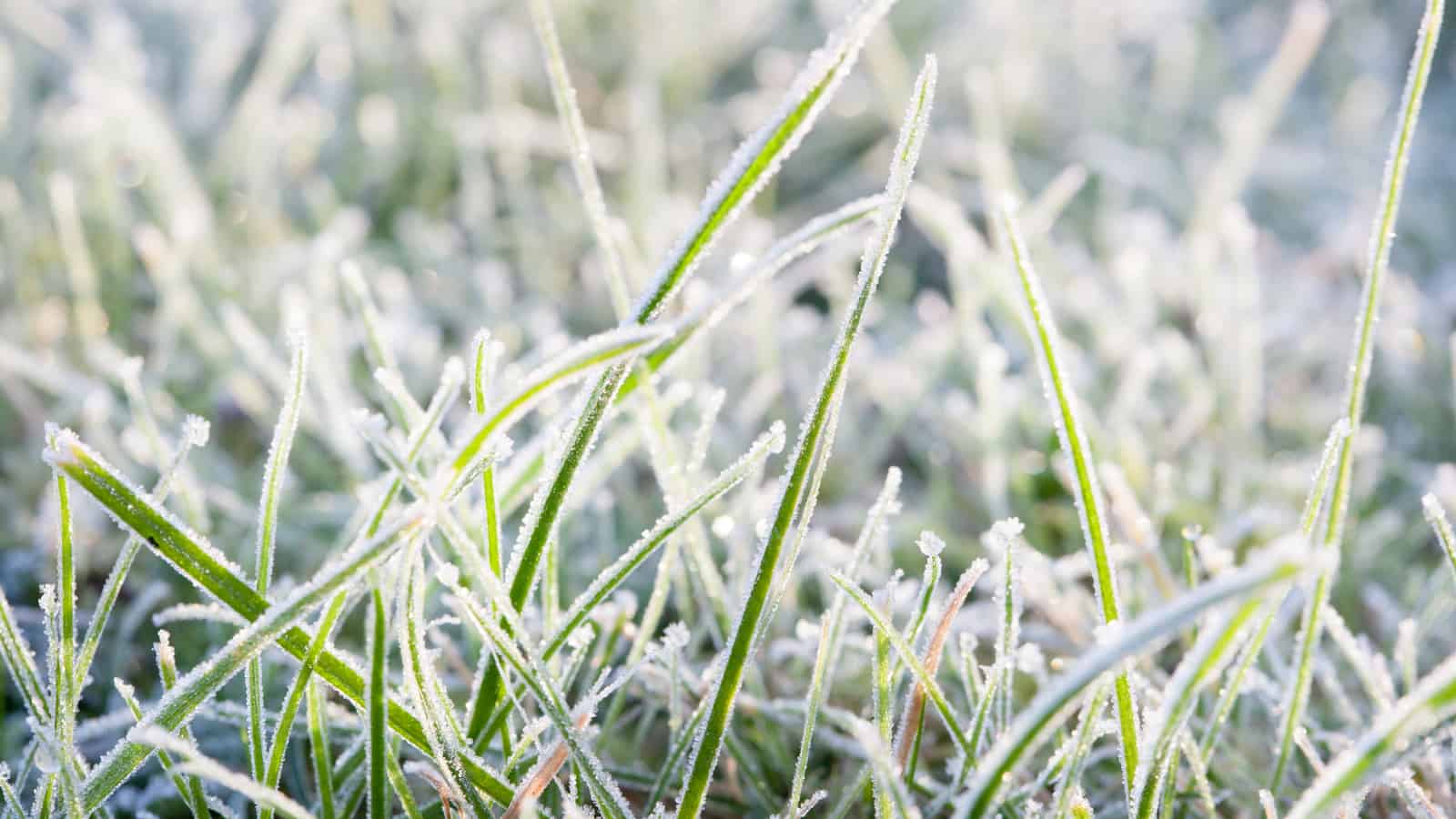 frozen grass in the winter