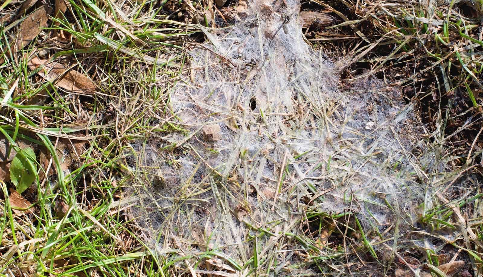 Snow mold in the grass