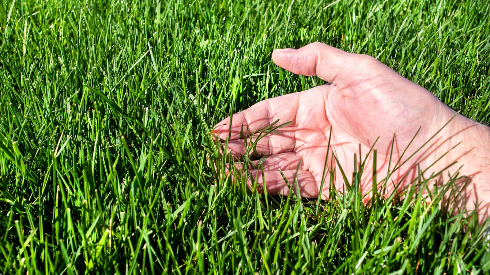 hand measuring fall fescue grass