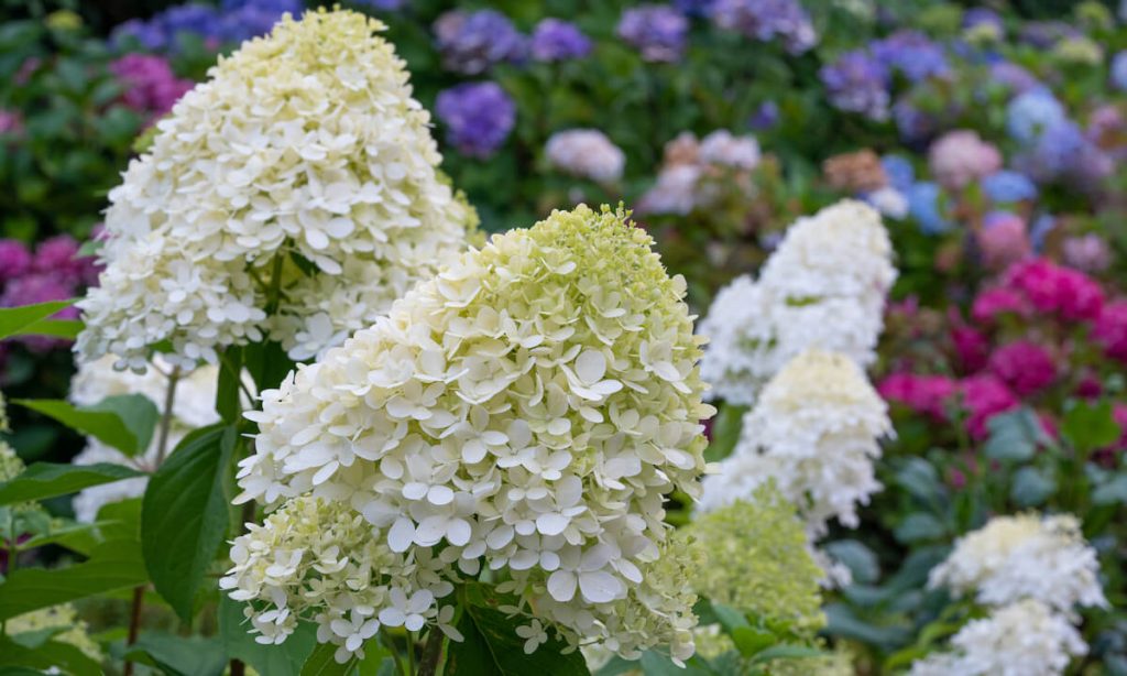 Pruning Hydrangea Paniculata Grandiflora & Hydrangea Arborescens