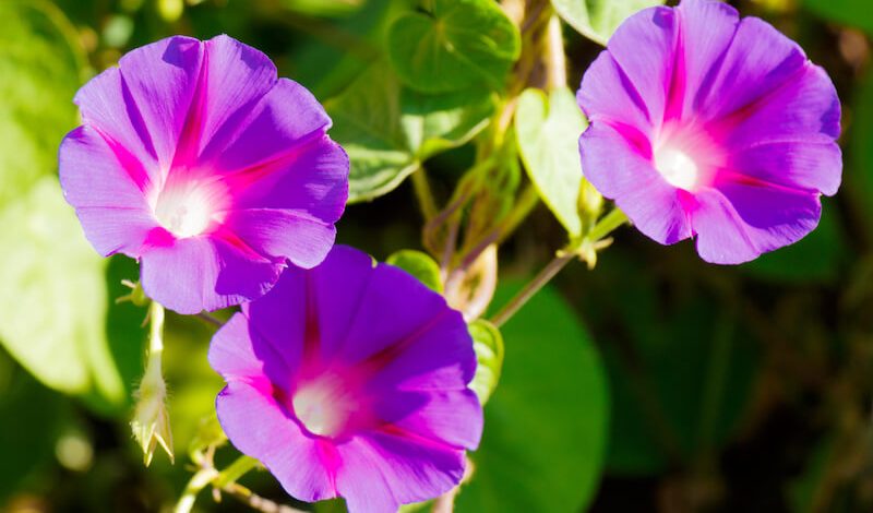 ipomoea purpurea morning glory