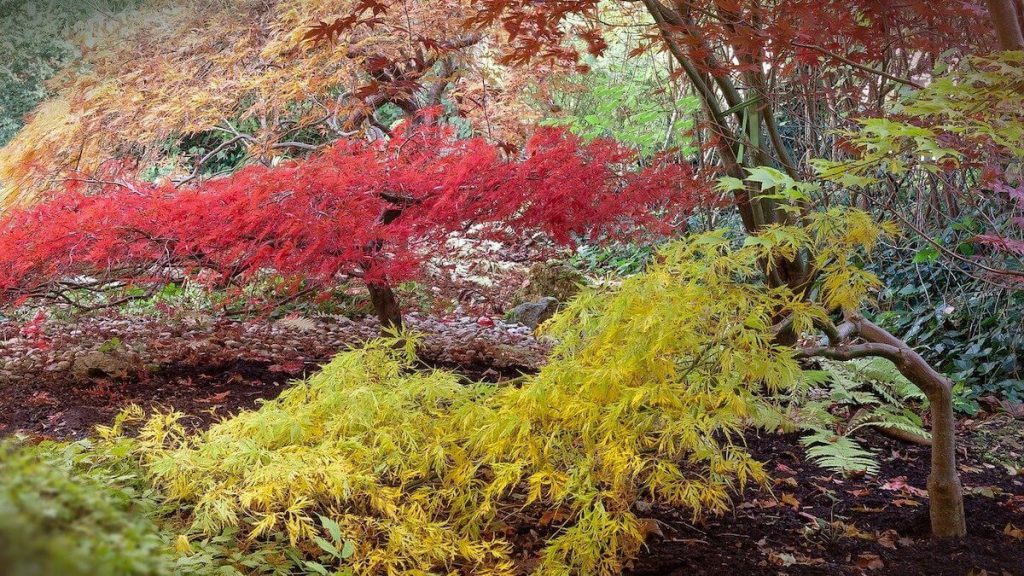 Pruning Acers How & When To Prune Japanese Maples