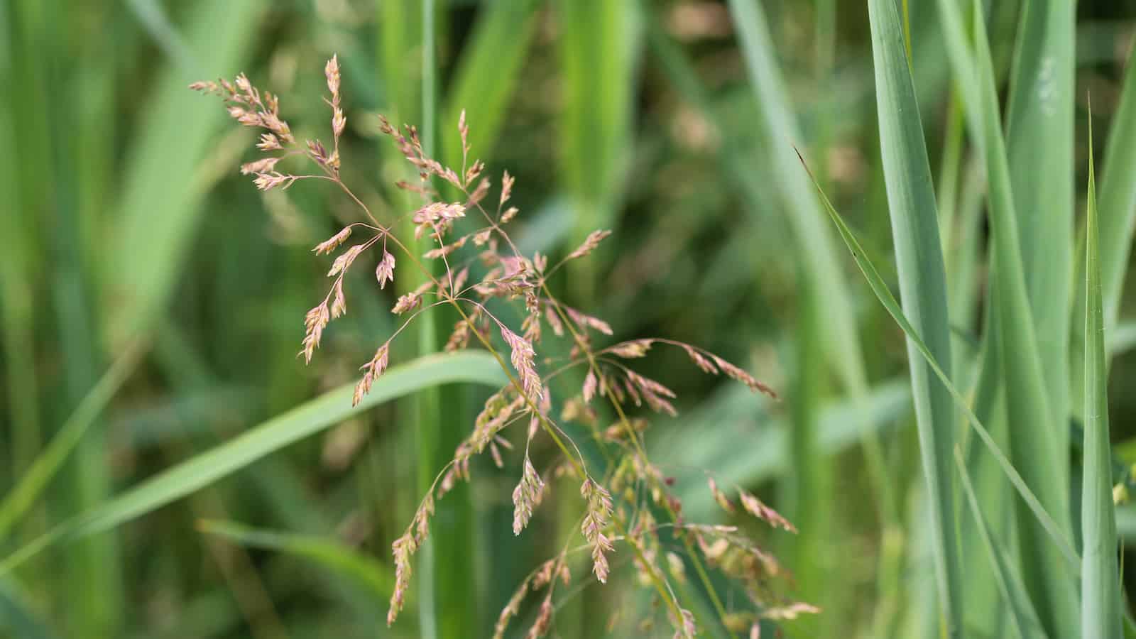 Poa pratensis, commonly known as Kentucky bluegrass, blue grass, smooth meadow grass, or common meadow grass