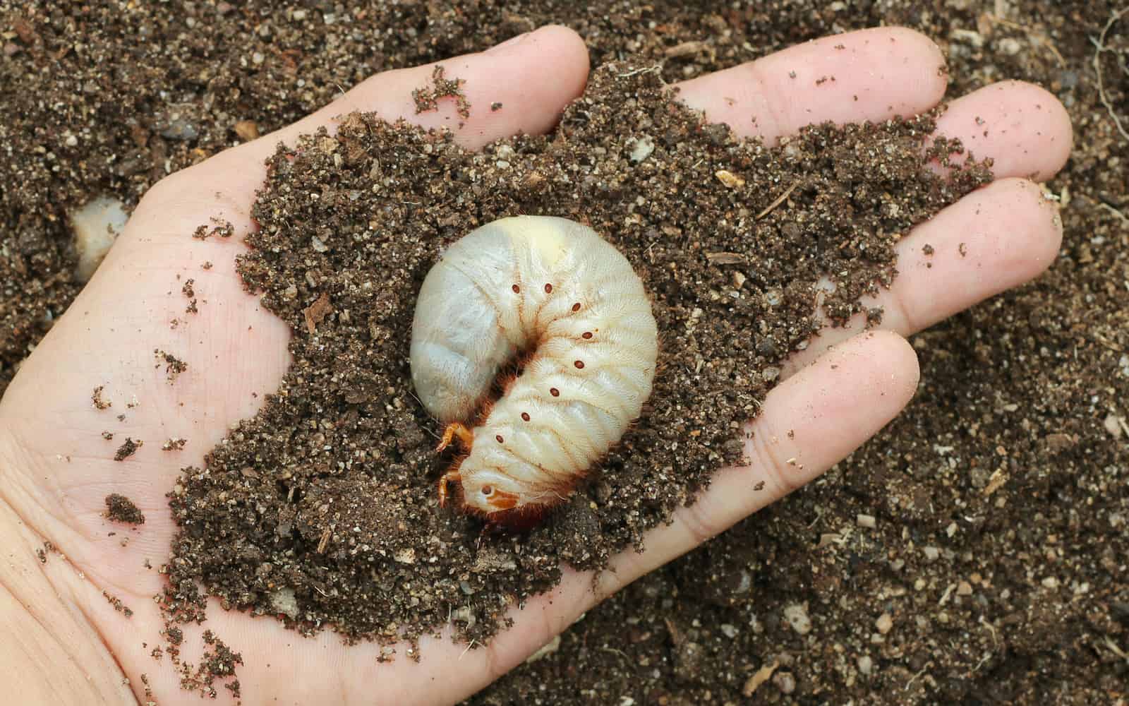 Image of grub worms in the human hand
