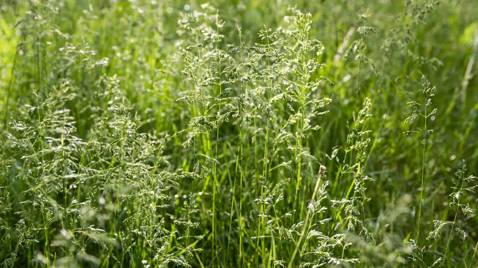 Poa pratensis green meadow european grass