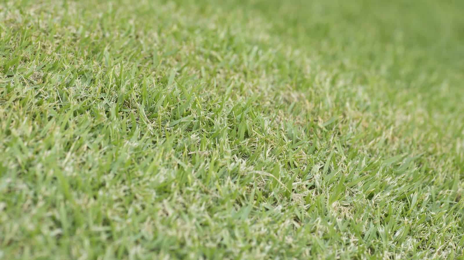 Mowed Bermuda Grass or Cynodon dactylon