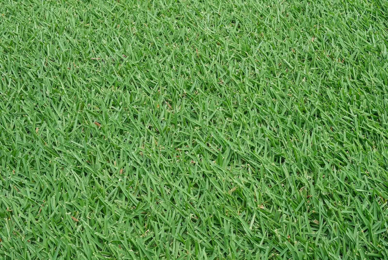 mowed Zoysia grass