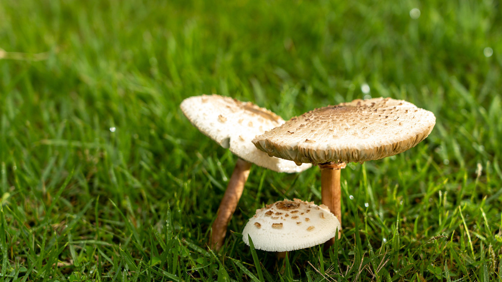 Mushrooms on the lawn