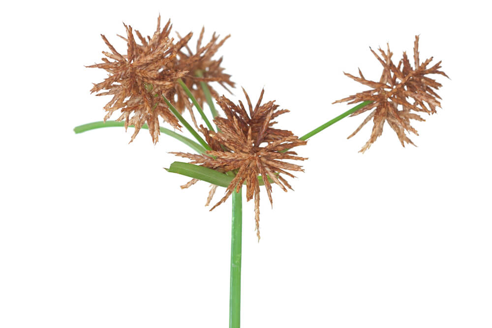 brown seeds of a nutsedge weed