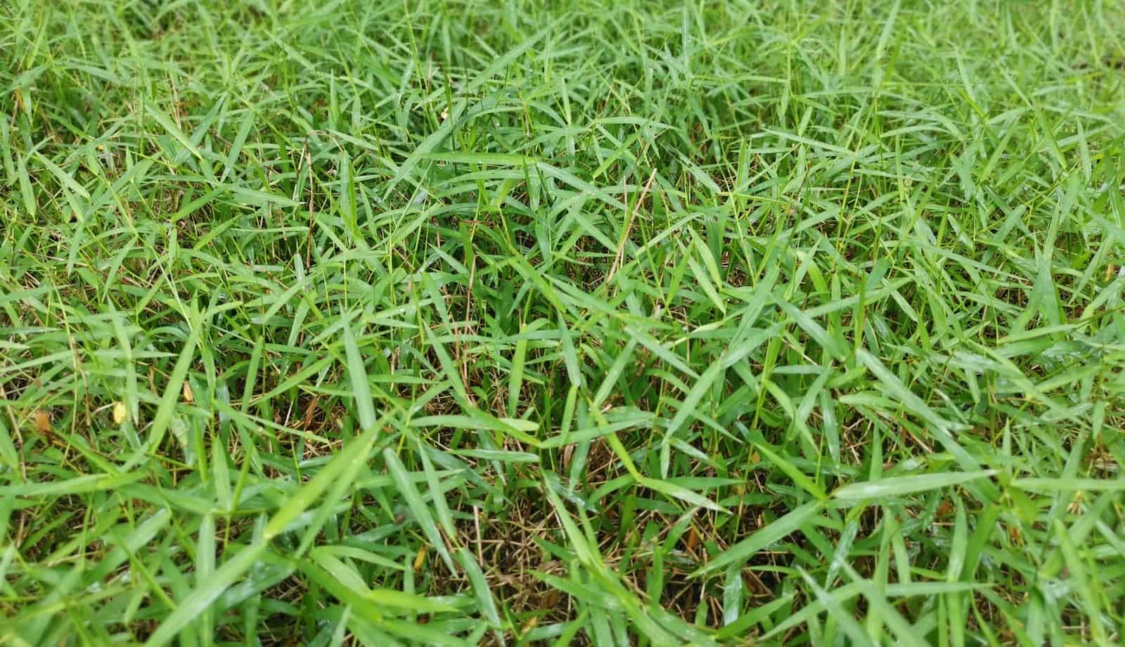 Overgrown bermuda grass