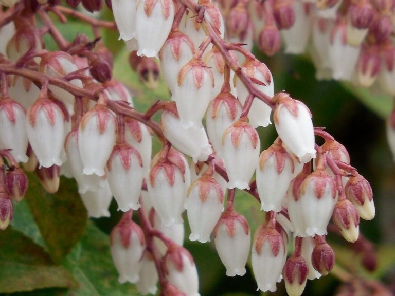 How to Prune Pieris Lily of the Valley Bush