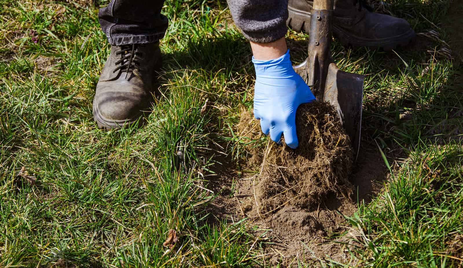 removing dead grass patch