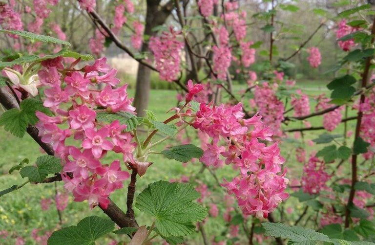 Pruning Ribes Flowering Currant How & When to Prune