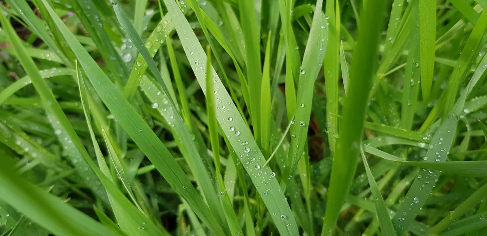 ryegrass close up