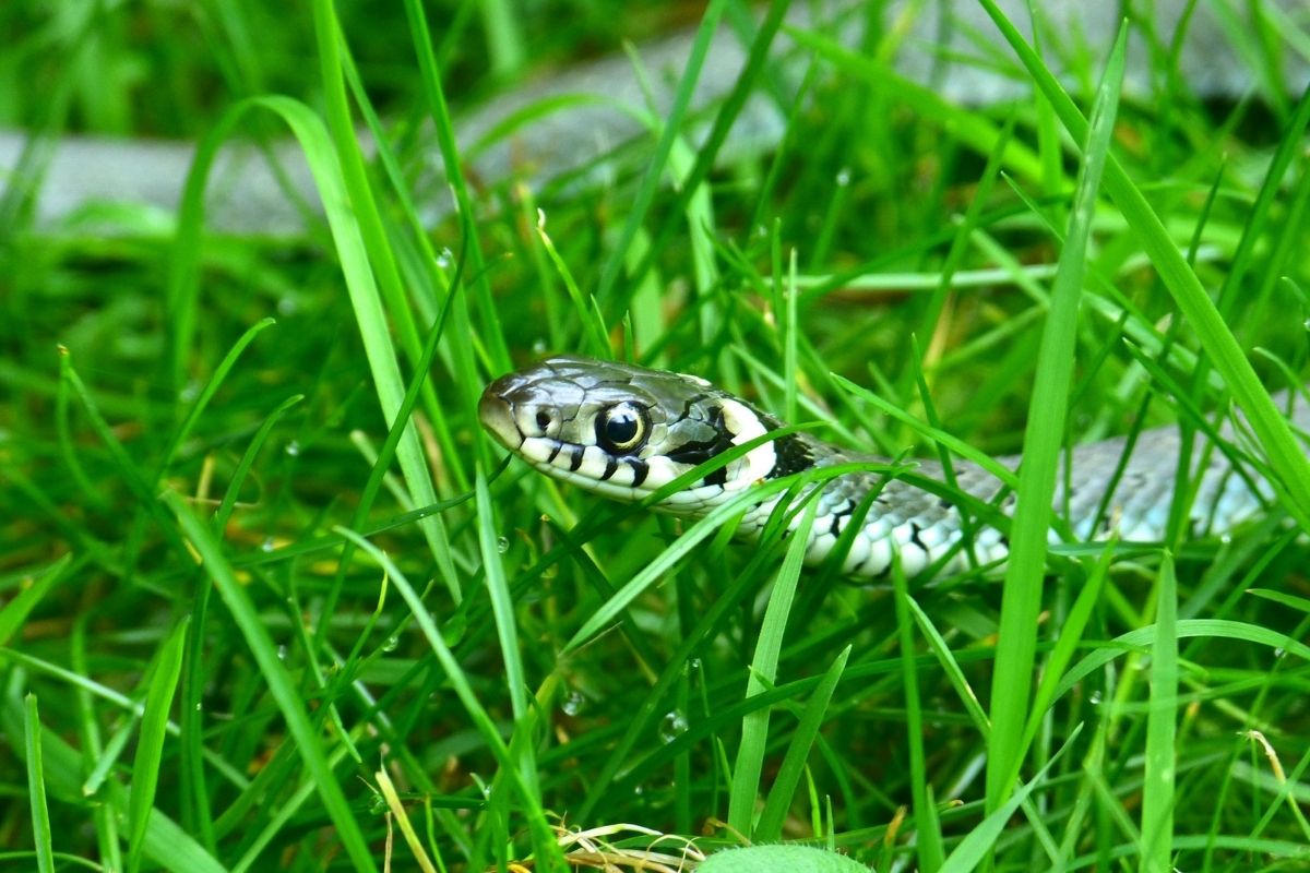 snak in lawn