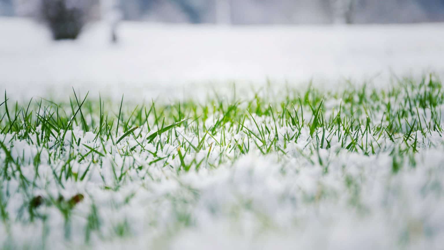 Does Grass Die in Winter How to Tell