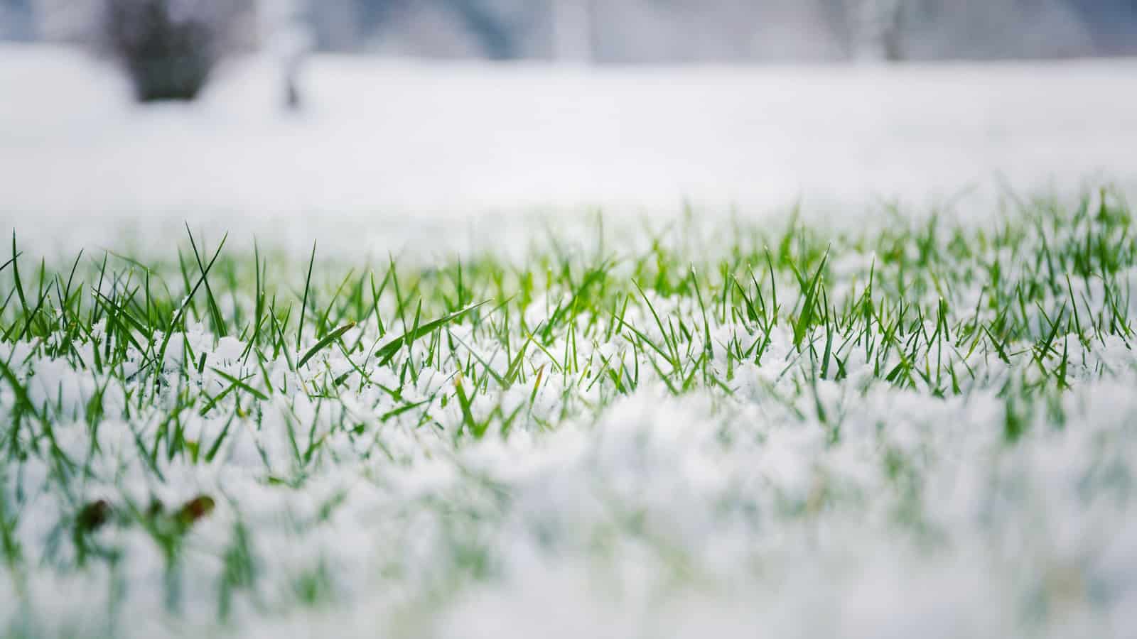 winter snowy grass