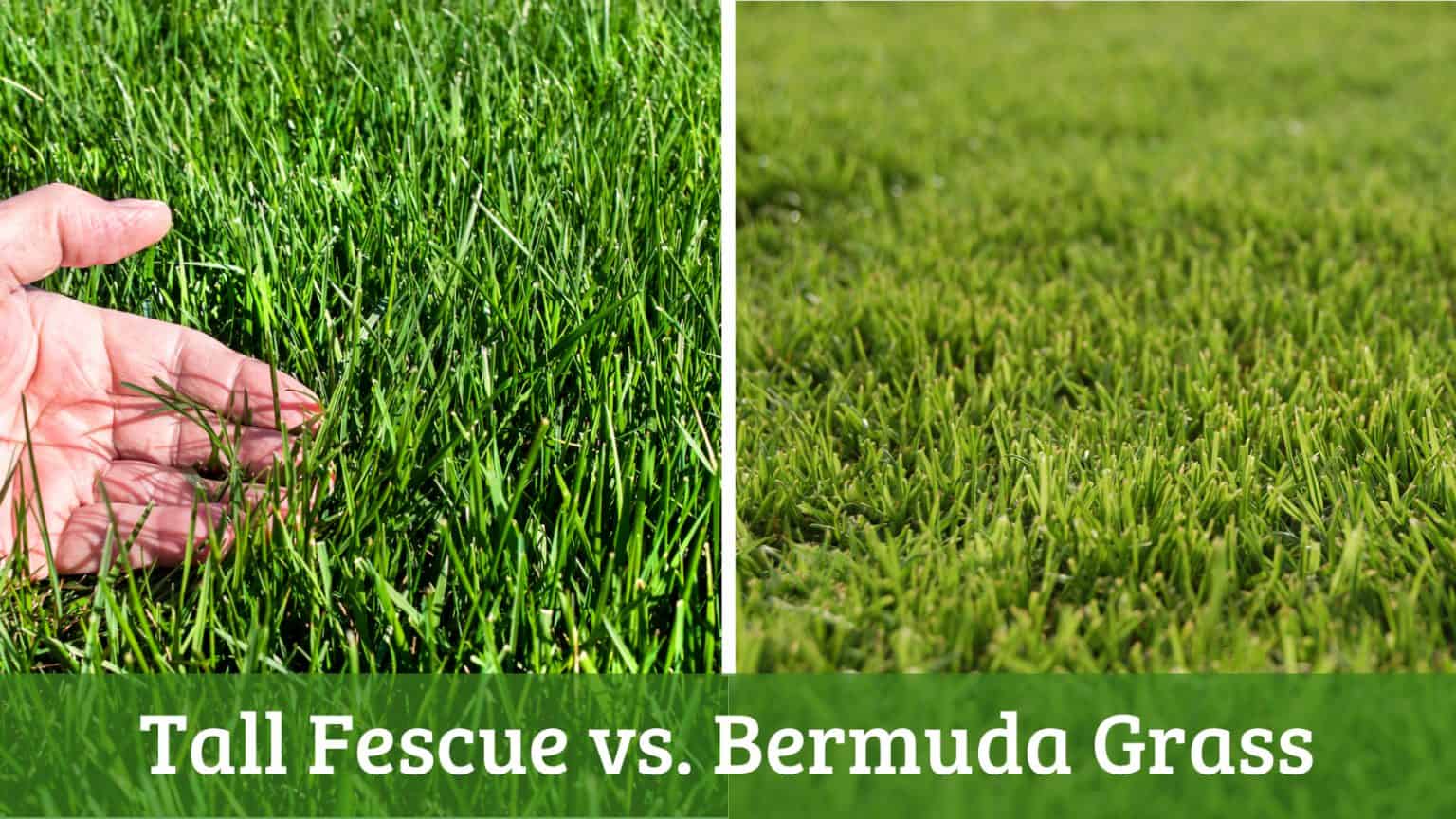 Tall Fescue vs. Bermuda What Are the Differences?