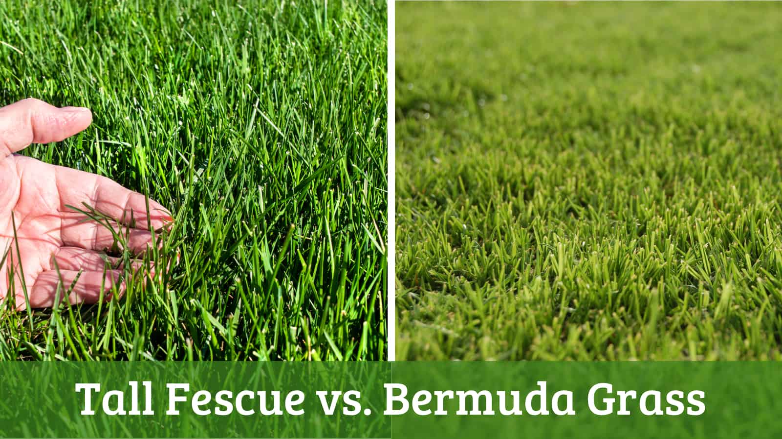 tall fescue vs bermuda grass