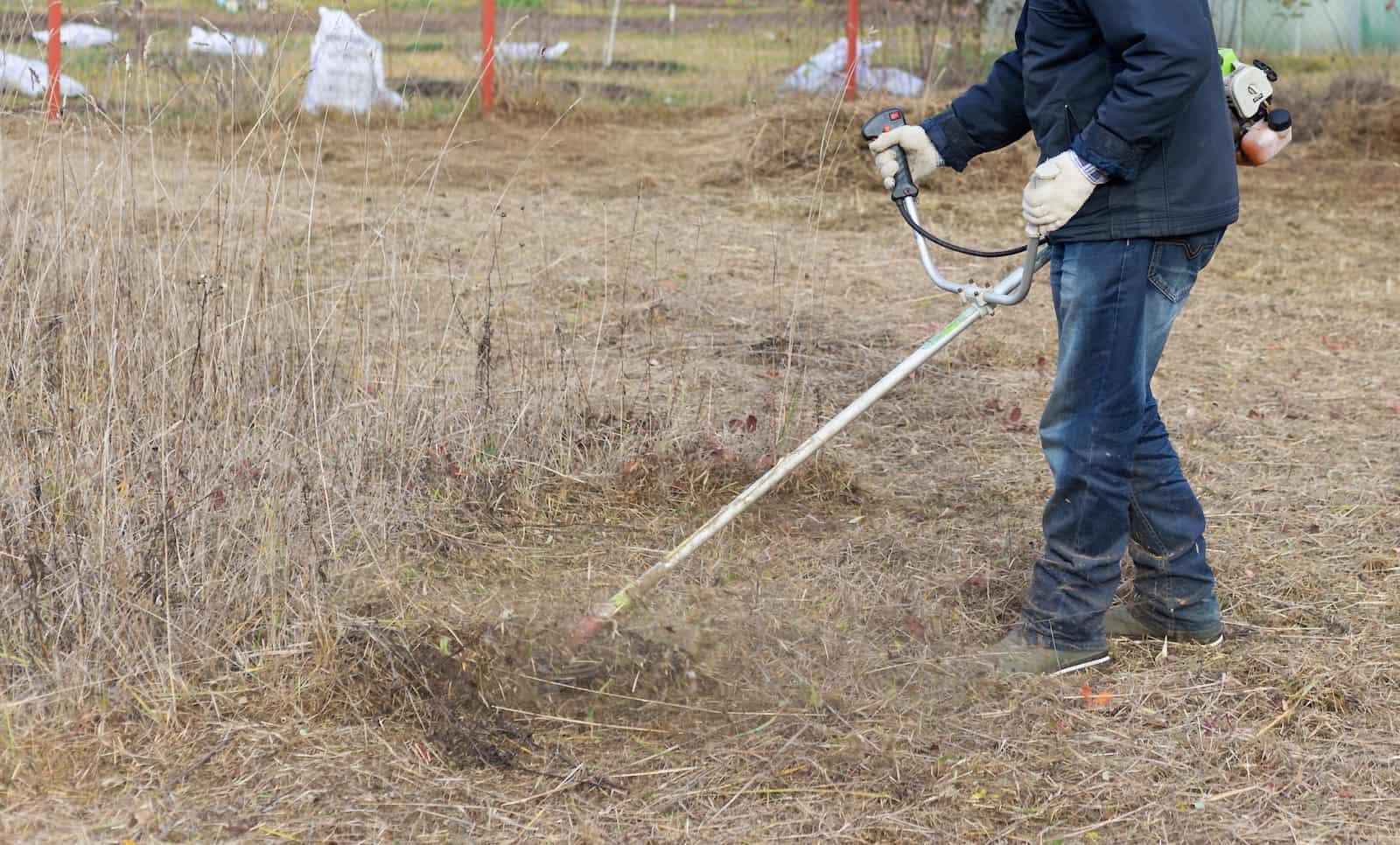 trimming dead grass