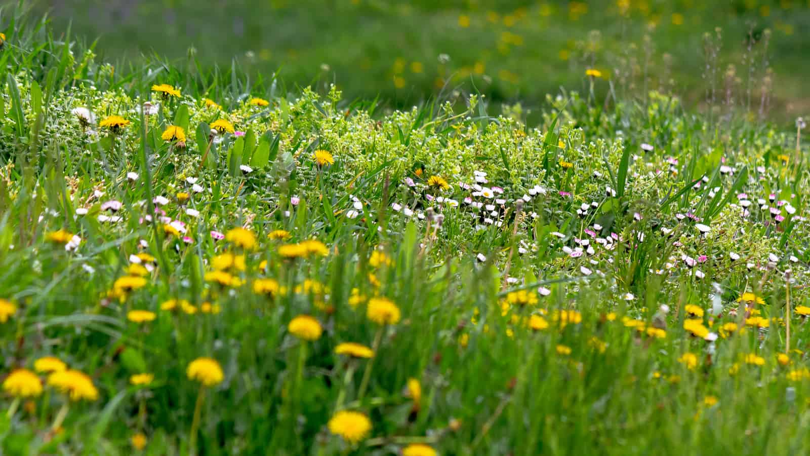 weeds in lawn