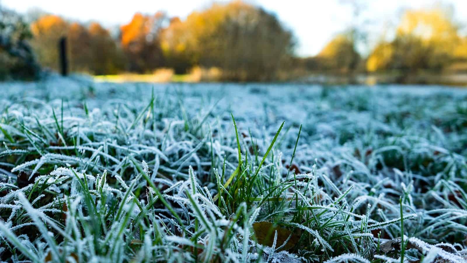 winter grass with snow