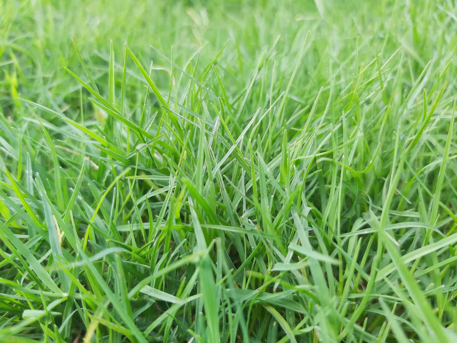 Zoysia grass close up