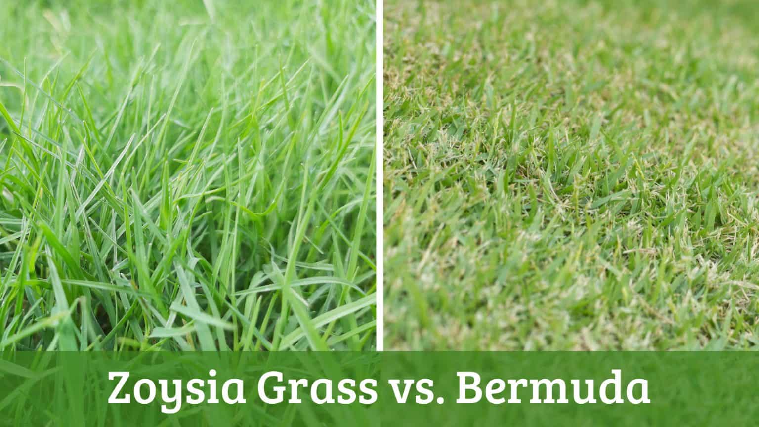Zoysia Grass vs. Bermuda Which Is Better for Your Lawn?