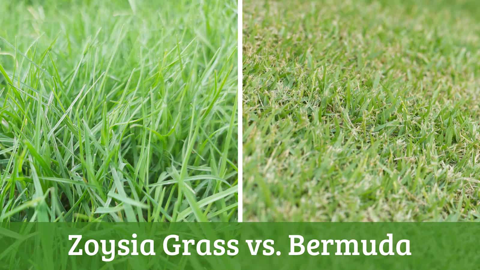 zoysia grass vs bermuda